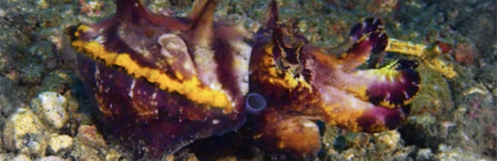 Flamboyant cuttlefish