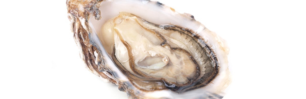 An oyster