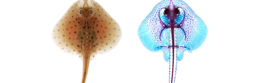 A little skate (Leucoraja erinacea) hatchling (left) with a skeletal preparation of a little skate hatchling (right), with cartilage stained blue and mineralized tissues stained pink.