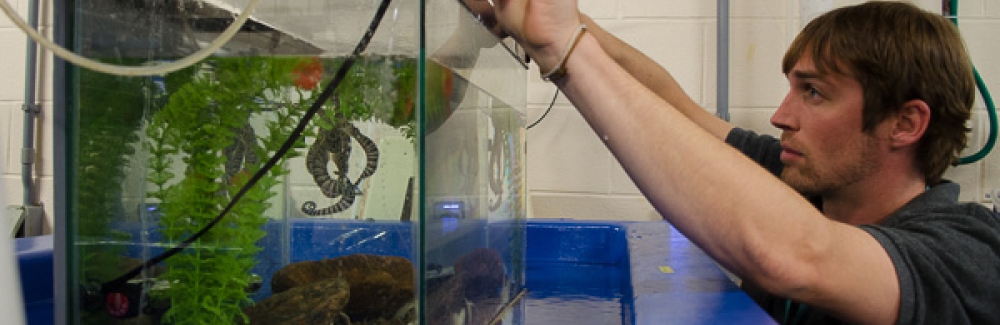 Bret Grasse checks on a mimic octopus (Thaumoctopus mimicus) in the MBL's Marine Resources Center.