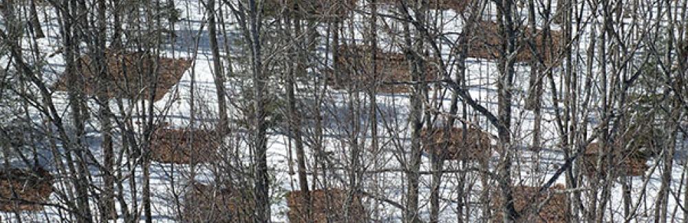 Heated and control plots in a long-term soil warming study at Harvard Forest, Petersham, Mass.