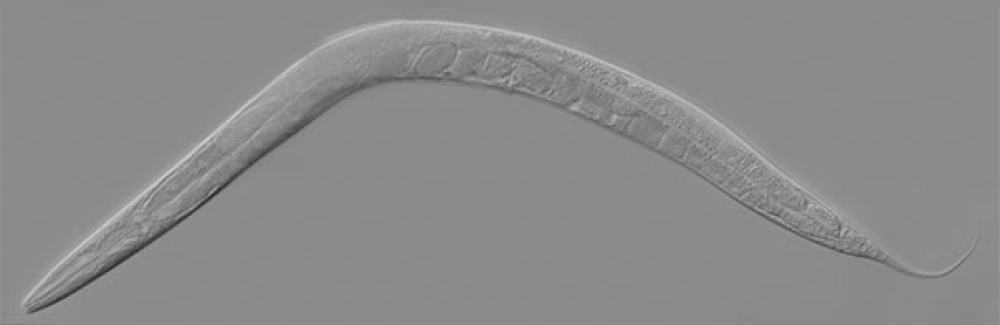 C. elegans worm