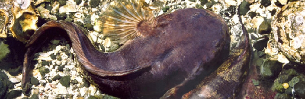 A female (bottom) and male Pacific midshipman fish (top).