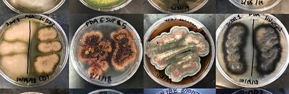 Fungal colonies cultured from samples collected in various Woods Hole marine environments. 