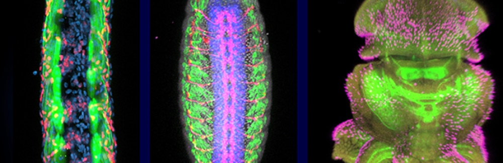 zebrafish, fruit fly and squid