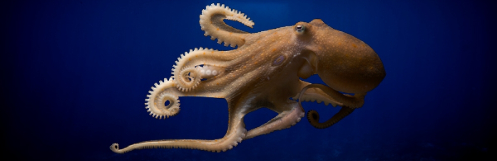 Octopus swimming