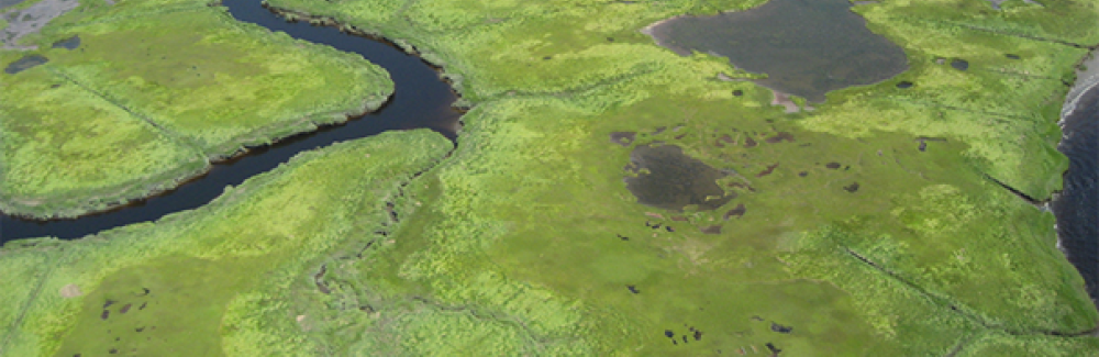 Salt marsh in Rowley, Mass.