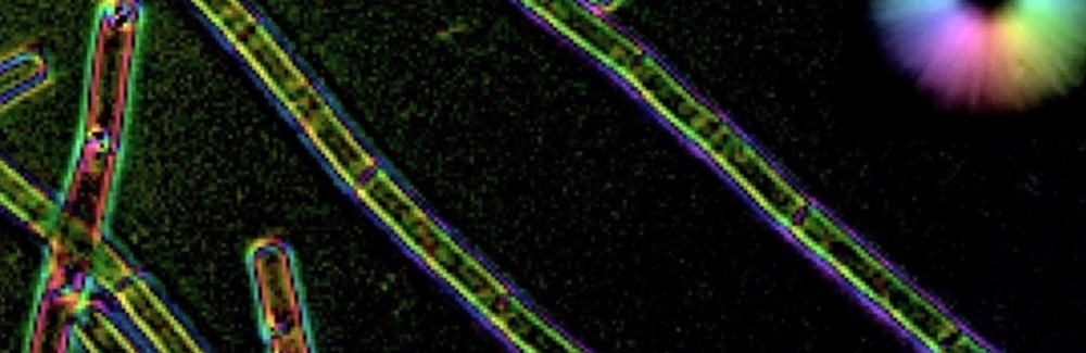 screenshot from video showing Z-stack of LC-PolScope images of cell wall sacculi purified wild type B. subtilis.