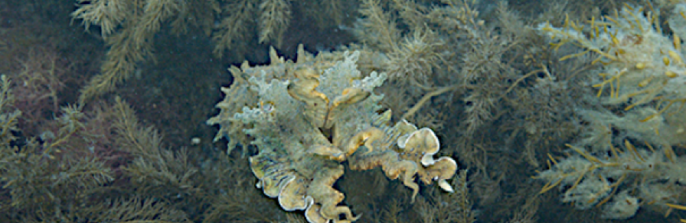 Sepia apama (giant Australian cuttlefish) expressing its papillae for camouflage purposes.
