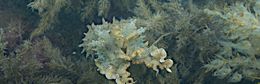 Sepia apama (giant Australian cuttlefish) expressing its papillae for camouflage purposes. 