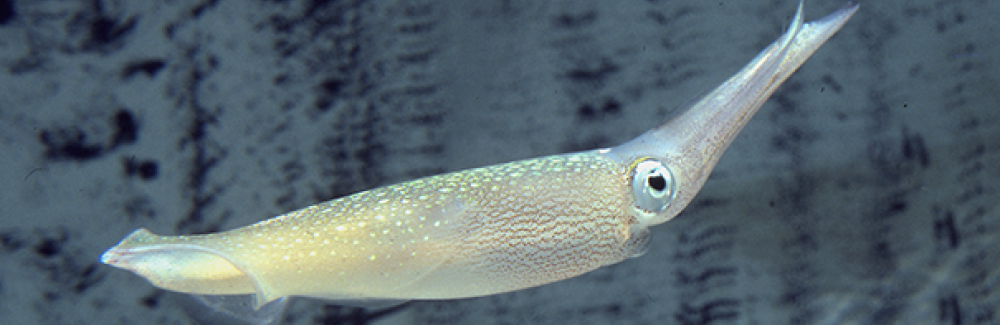 Longfin Squid