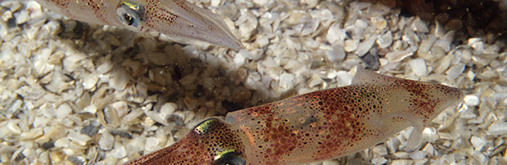 Longfin inshore squid