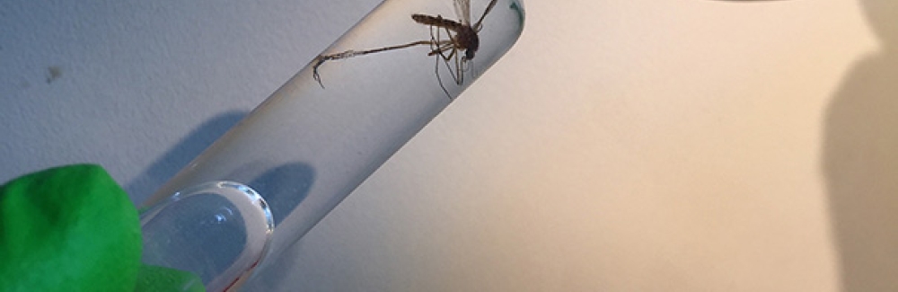 Surface sterilizing a Culex pipiens mosquito sample before dissection