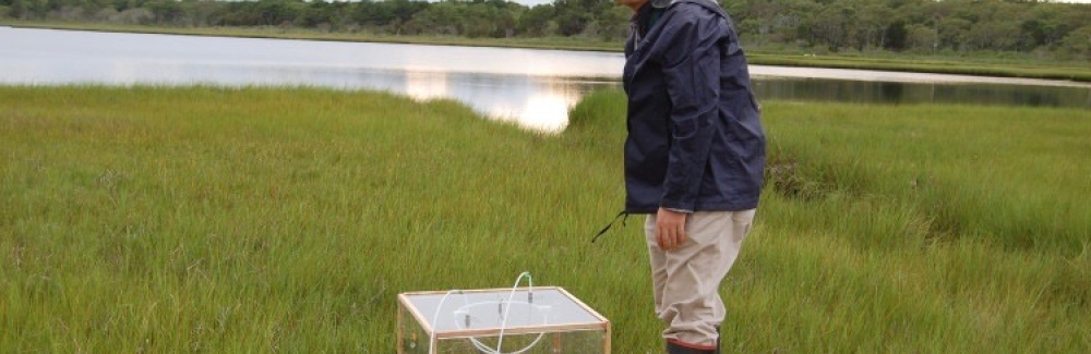 Jianwu Tang measures greenhouse gas emissions from a salt marsh on Cape Cod, Massachusetts in 2013. Credit: Jianwu Tang