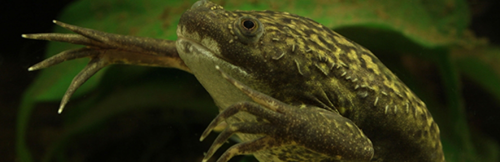 Xenopus laevis