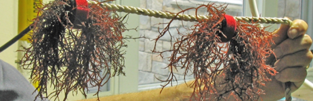 red seaweed Gracilaria tikvahiae