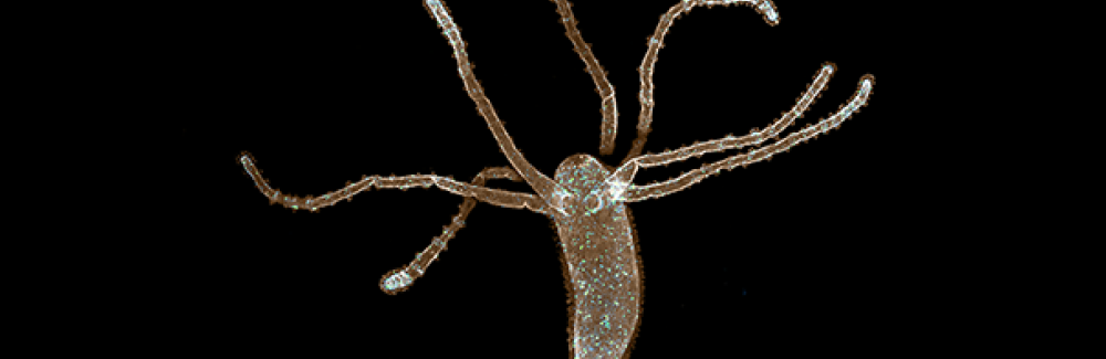 Hydra are freshwater organisms, only a few millimeters in length. Here, muscle fibers are in sepia and the nerve net is in blue/green.