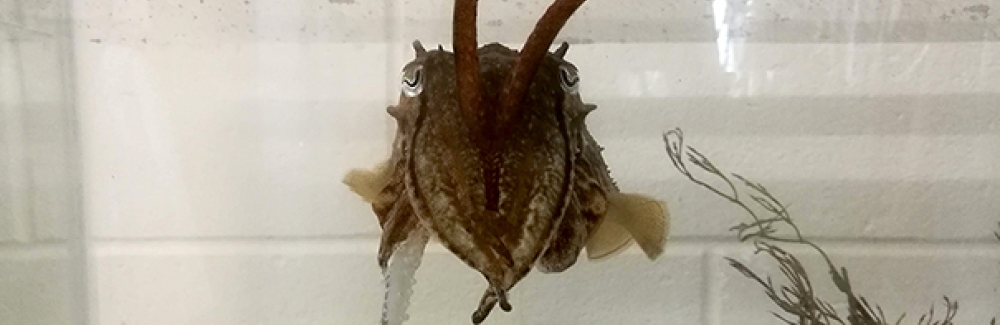 A common cuttlefish (Sepia officinalis) in a tank at the Marine Biological Laboratory.