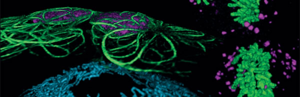 Cellular structures as seen by Bessel beam plane illumination microscopy. 