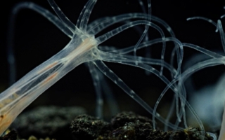 Nemostella vectensis or starlet sea anemone