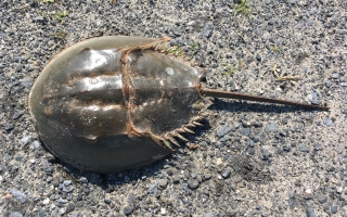 atlantic horseshoe crab