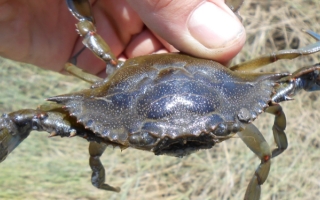 blue crab