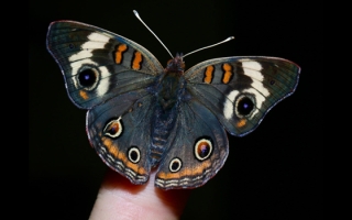 buckeye butterfly