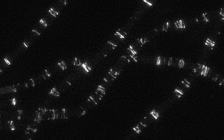 A 3D structured illumination microscopy image of Z rings in the absence of FtsZ binding proteins. Taken during the 2017 Physiology Course on the DeltaVision OMX SR. Credit: Victoria Yan & Georgia Squyres / MBL Physiology