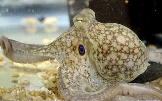 octopus