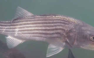 striped bass at eel pond