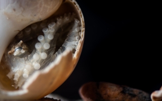 octopus in shell looking at snail