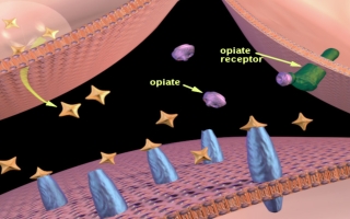 opioid graphic