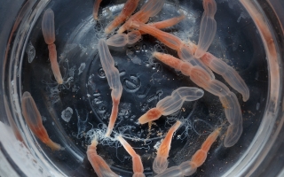 Starlet sea anemone (Nematostella vectensis). Credit: Dee Sullivan