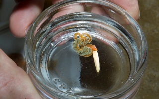 Acorn Worm (Saccoglossus kowalevskii) Credit: Tom Kleindinst
