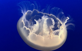 jellyfish