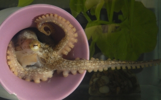 california two spot octopus