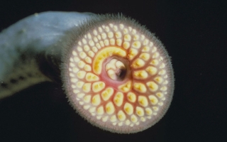 sea lamprey