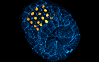 Sea Squirt (Ciona) embryo. Credit: Laurence Lemaire | Equipment: Zeiss 880 confocal microscope with Airyscan detector