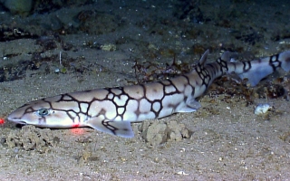 chain catshark