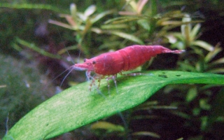 cherry shrimp