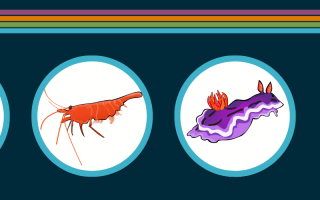 animals in the colorful critters division MBL March Madness