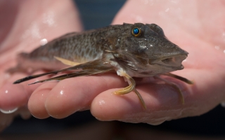 sea robin