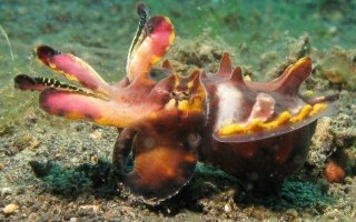 flamboyant cuttlefish in a threatening display of bright colors