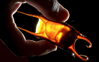 Candling of a little skate. Credit: Tom Kleindinst