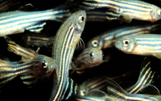 Zebrafish