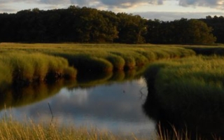 salt marsh