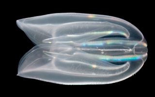 Comb jelly (Mnemiopsis), Credit: William D. Browne