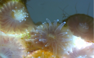 IMAGING FIRST PLACE: Northern Star Coral (Astangia Poculata) on a ZEISS Stemi 508 at 1.25x magnification. Credit: Lailandra Caballero