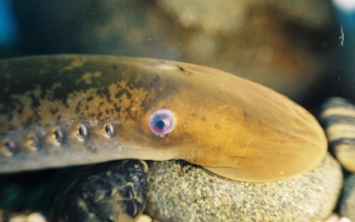 sea lamprey