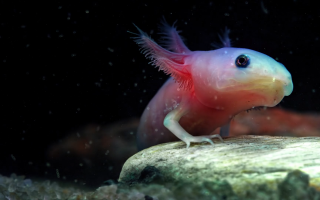 Axolotl